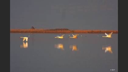 Tanımsız