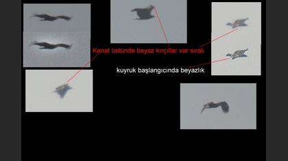 Tanımsız