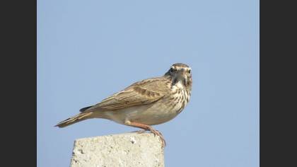 Tanımsız
