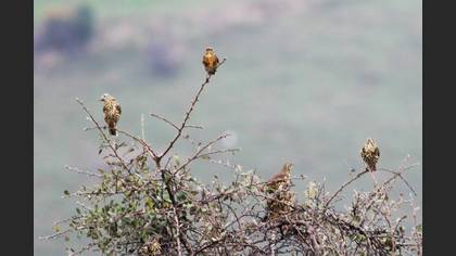 Ökse Ardıcı