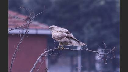 Kızıl Şahin