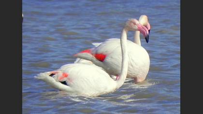 Flamingo