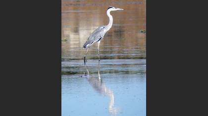 Gri Balıkçıl