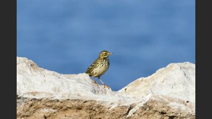 Çayır İncirkuşu