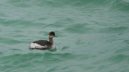 Karaboyunlu Batağan