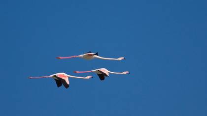 Flamingo