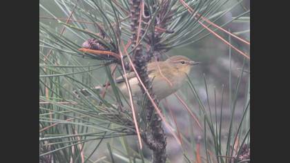 Tanımsız