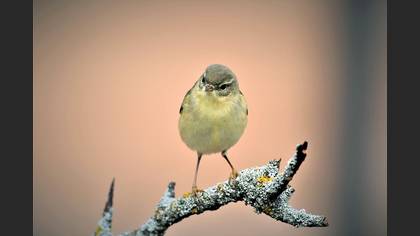Söğütbülbülü