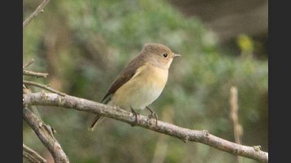 Küçük Sinekkapan