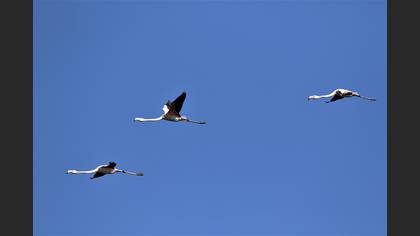 Flamingo