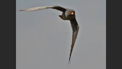 Ala Doğan