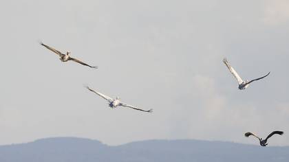 Tanımsız