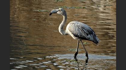 Flamingo