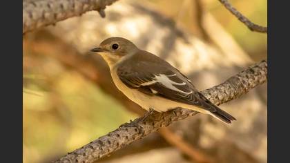 Halkalı Sinekkapan