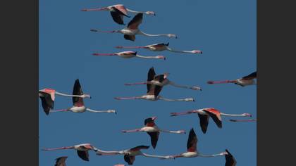 Flamingo