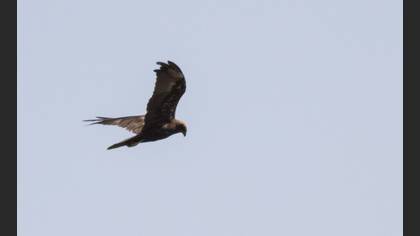 Saz Delicesi