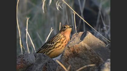 Kızılgerdanlı İncirkuşu