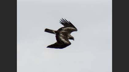 Küçük Kartal