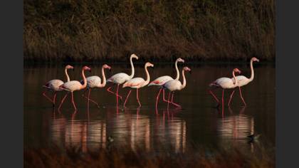 Flamingo