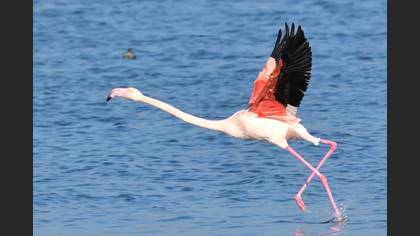Flamingo