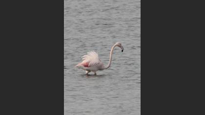 Flamingo