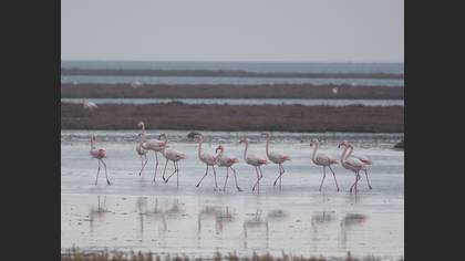 Flamingo