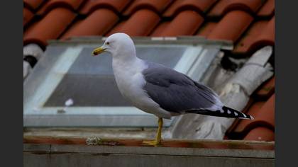Gümüş Martı