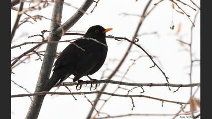 Karatavuk