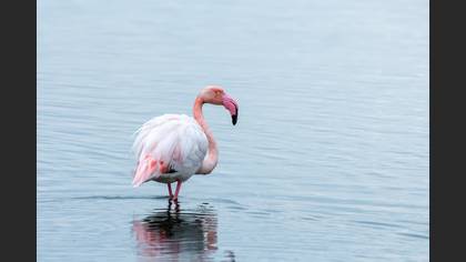 Flamingo