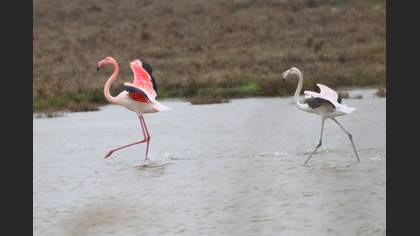 Flamingo