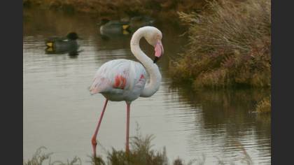 Flamingo