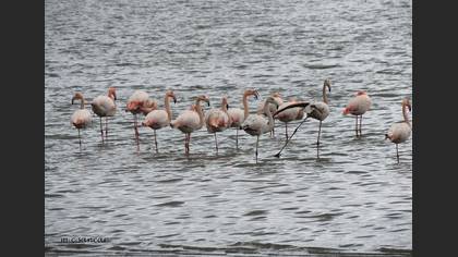 Flamingo