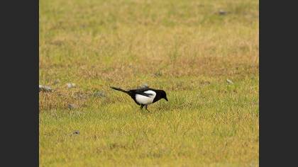 Saksağan