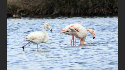 Flamingo