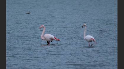 Flamingo