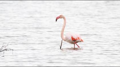 Flamingo