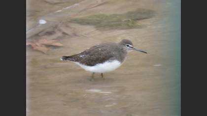 Yeşil Düdükçün
