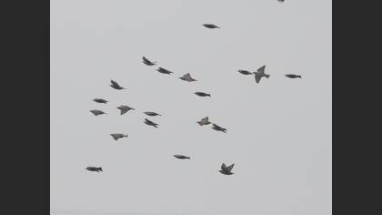 Sığırcık