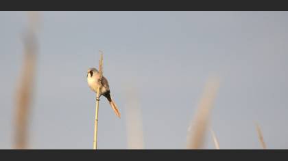 Bıyıklı Baştankara