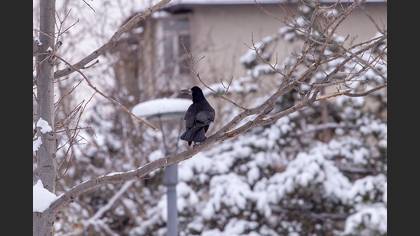 Ekin Kargası