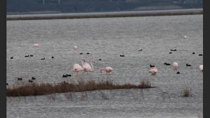 Flamingo