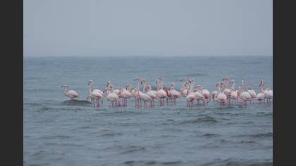 Flamingo