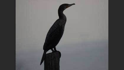 Karabatak