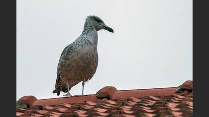 Gümüş Martı