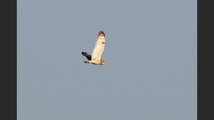 Kır Baykuşu