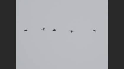 Angıt