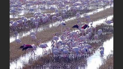 Flamingo