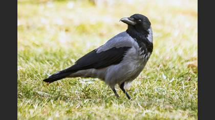 Leş Kargası