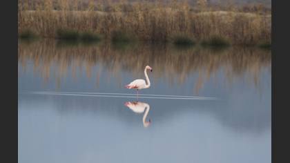 Flamingo