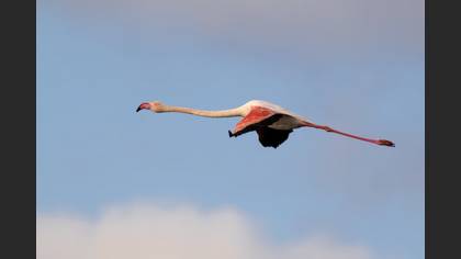 Flamingo